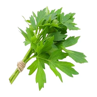 Leustean Legatura